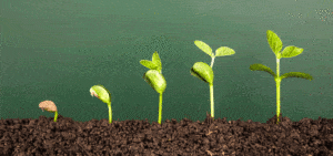 plant growing and improving to show kaizen
