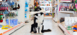 photo of dog holding a large bone in a pet supply store for six sigma case study