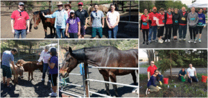 IPMers volunteering for Project Mercy Therapeutic Horsemanship