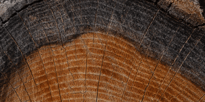 Sawn tree with tree rings